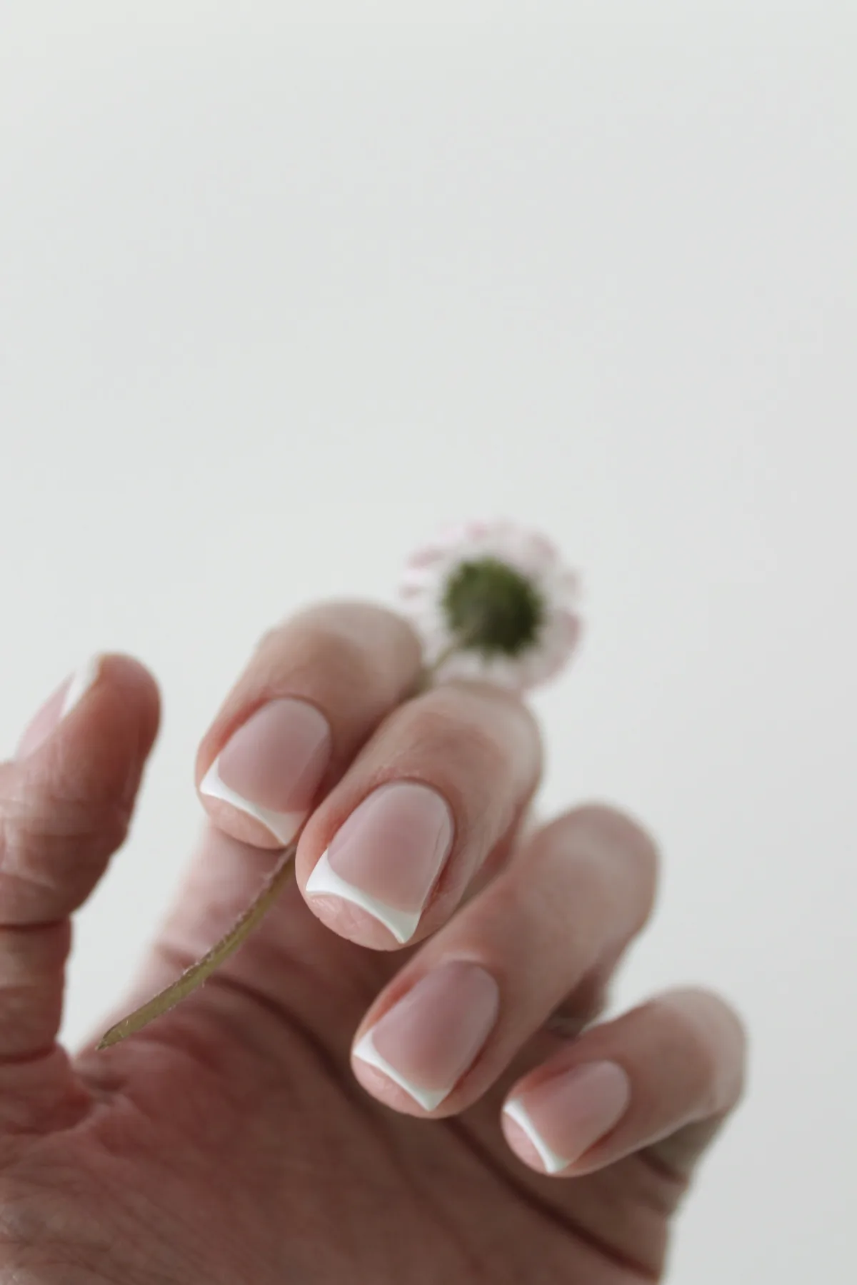 A hand with a soft french manicure holding a small flower
